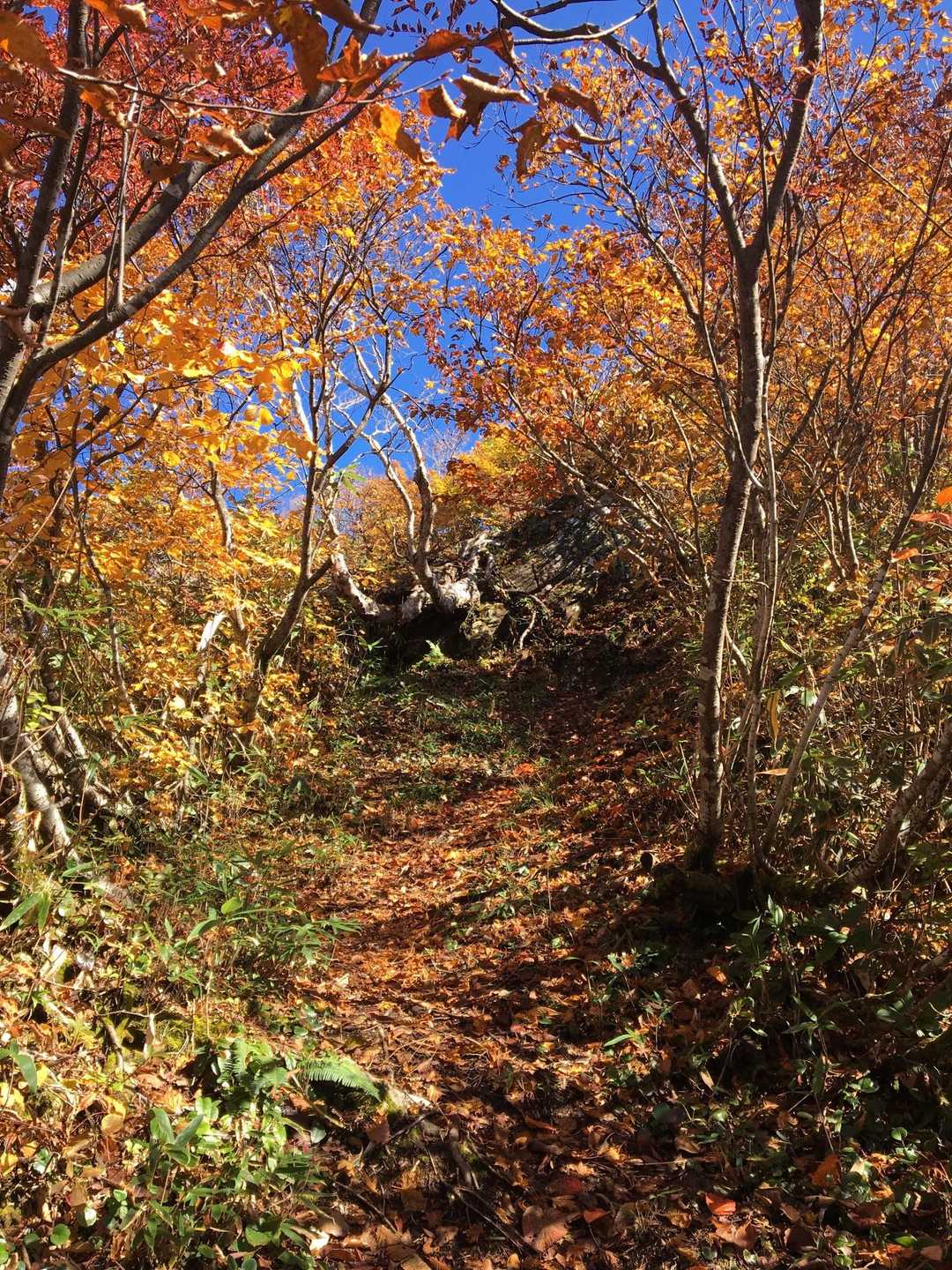 伊折山-成谷山 -僧ヶ岳 往復コースの写真