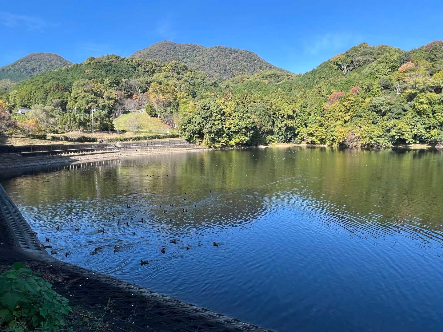 大池に映る二上山と水鳥たち