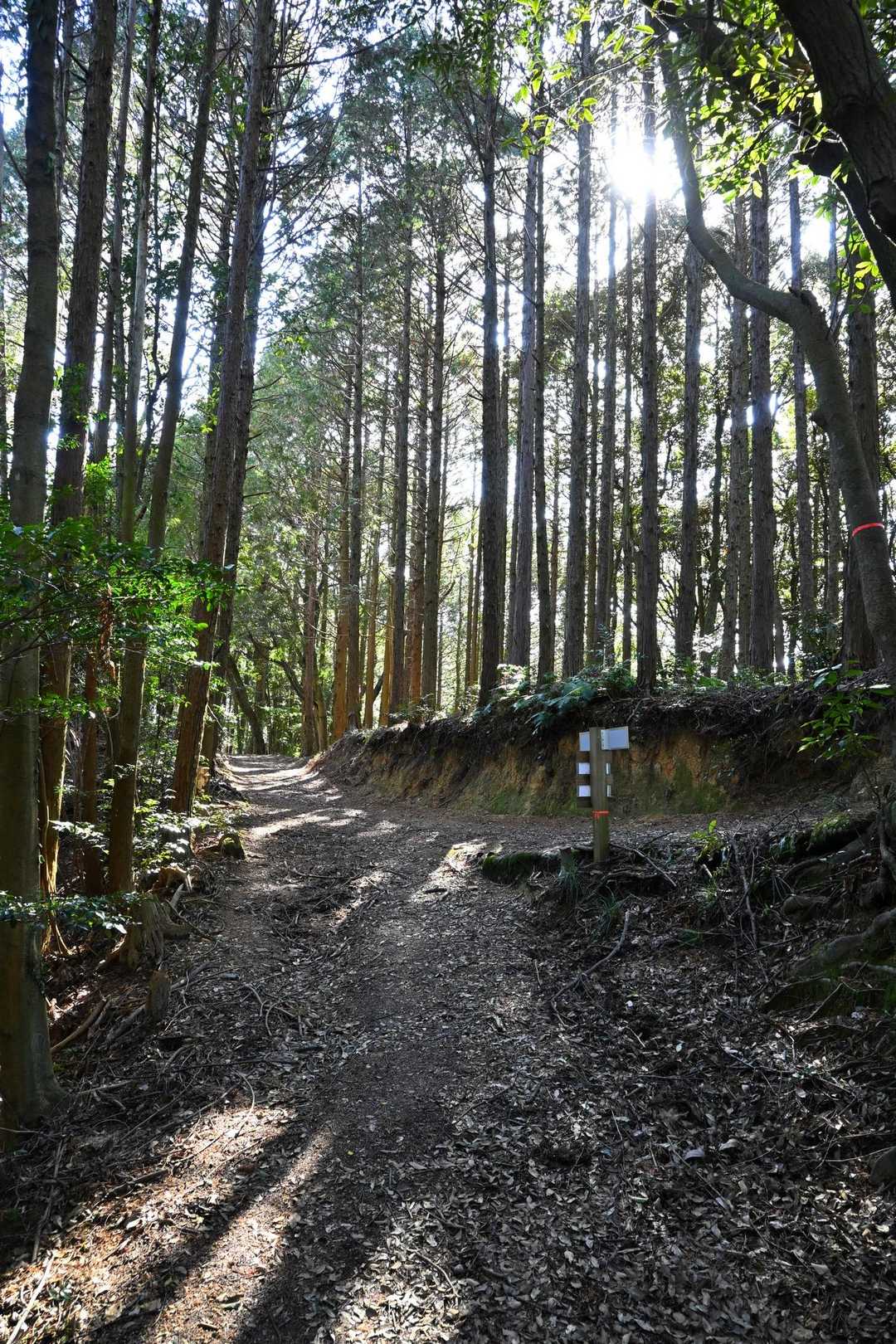林道のようですね。
非常に分かりやすい登山道。