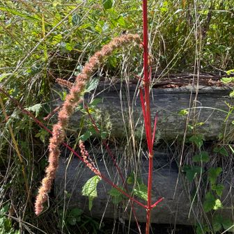 クサコアカソ（草小赤麻）

茎が真っ赤で、花穂を垂れ下げるようにつける。

もう少し早く来ていれば、わしゃわしゃと花穂をぶら下げた姿を見れました😢