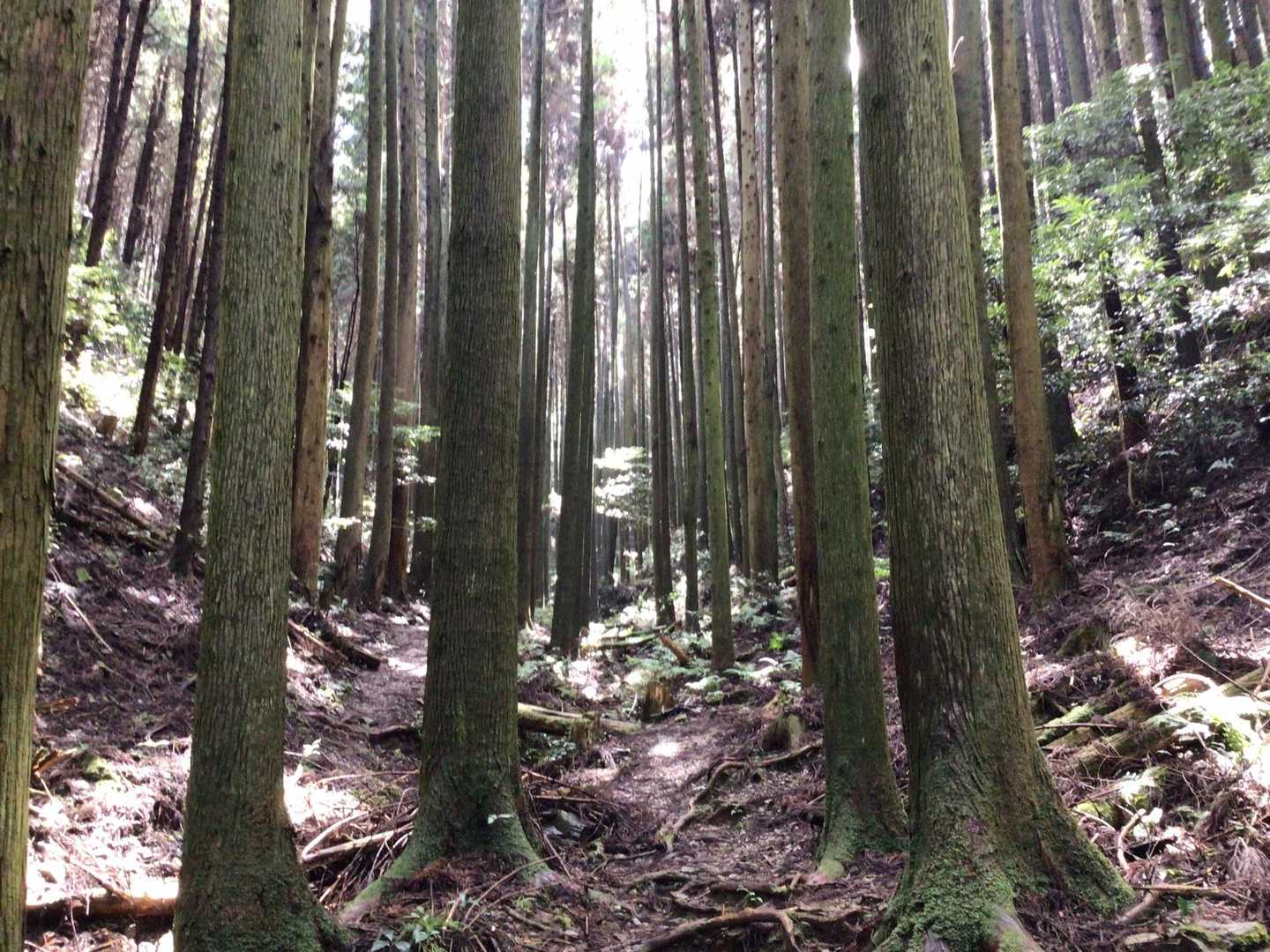 笠置山 往復コースの写真