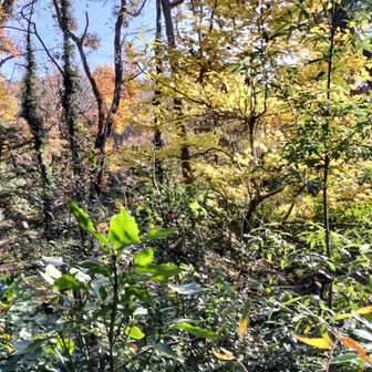 雲1つない青空✨️
そして朝の空気とお日様のキラキラが気持ち良い(*´ω`*)✨️最高な1日の始まりです☀