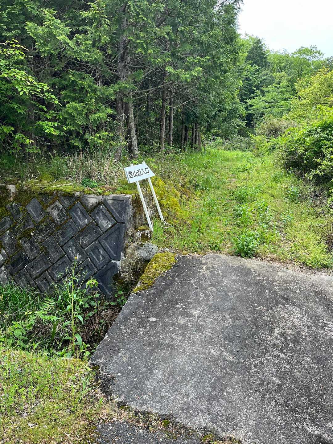 草ボーボー🌱