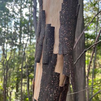 不思議な木の皮