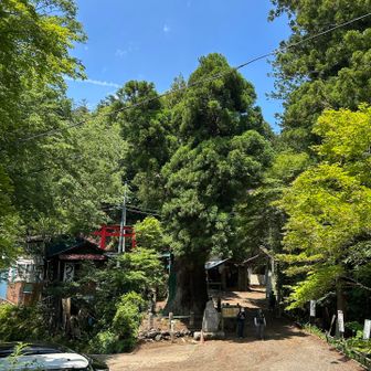 阿字山からくだった景色
立派な木がありました🌲