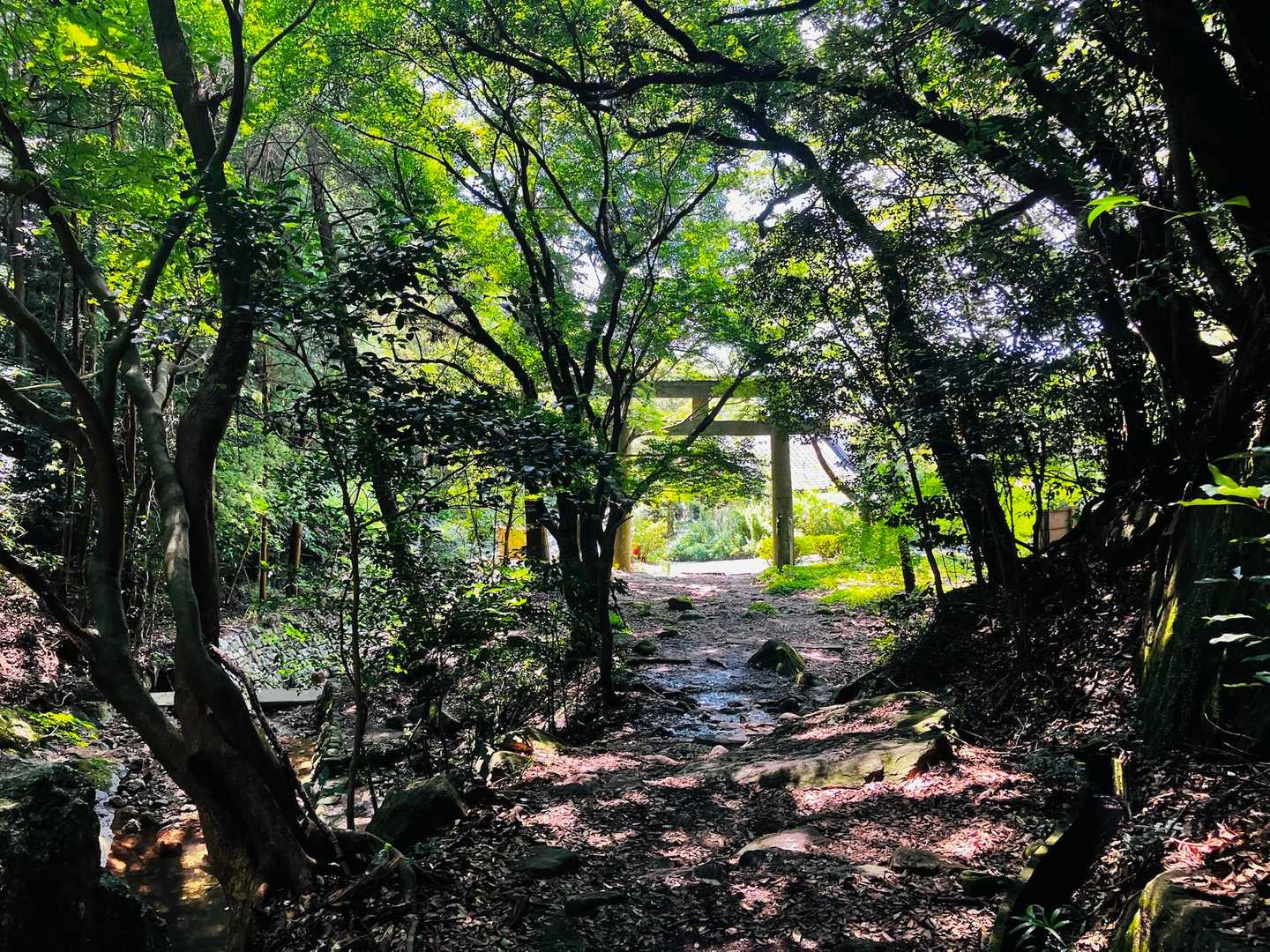 中宮近くにもいましたが、この時期は女道must‼︎ 覚えとこっと😁
久しぶりでしたが、今日も良き山歩き🚶
ありがとうございました🙇‍♂️

8/29だから登山者が多かったのか😅