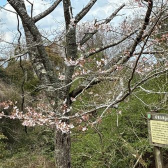 石射太郎下の🌸は一分咲きくらい