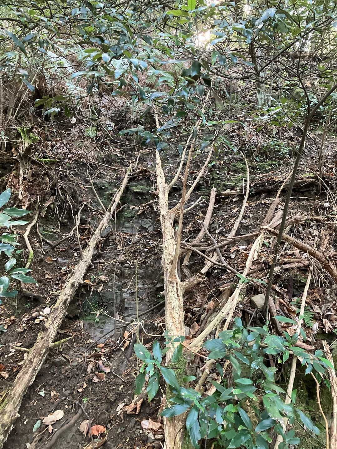 イノシシの通り道だそうです。
泥の崖