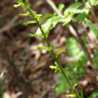 トンホソウは着実に成長