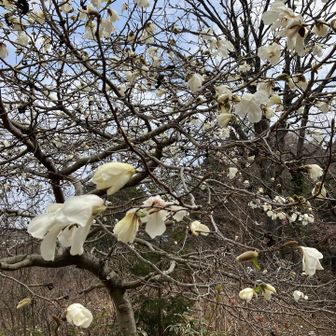 コブシかモクレンか？
