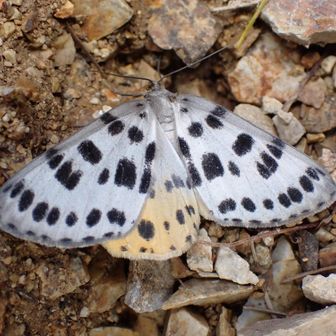 ヒョウモンエダシャクです。