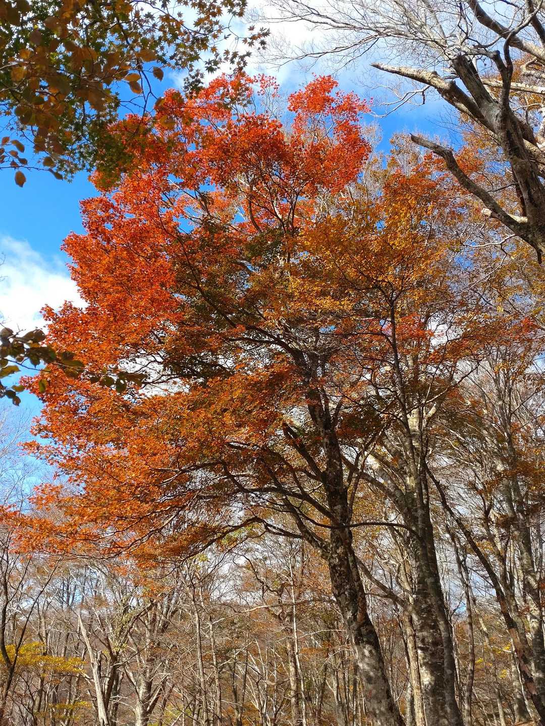 鮮やかに紅葉🍁