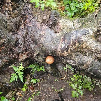 ナメコのような??🍄(•᎑•)
