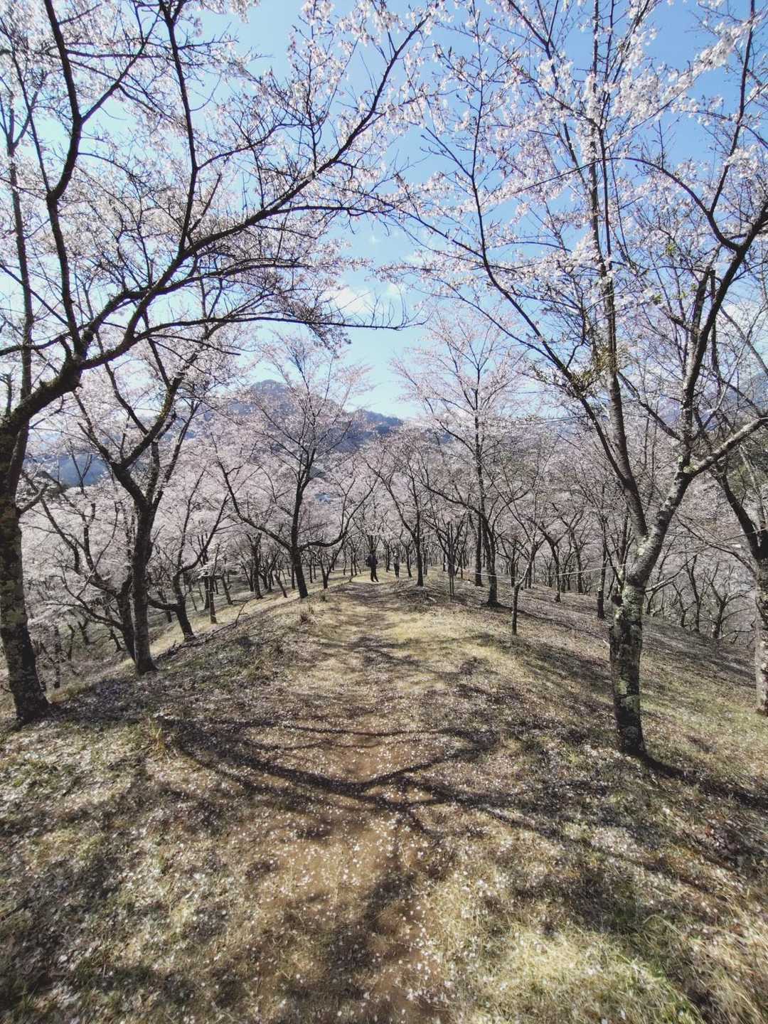上真木バス停-大神社-お伊勢山-花咲山登山口-花咲山-叉平 縦走コースの写真