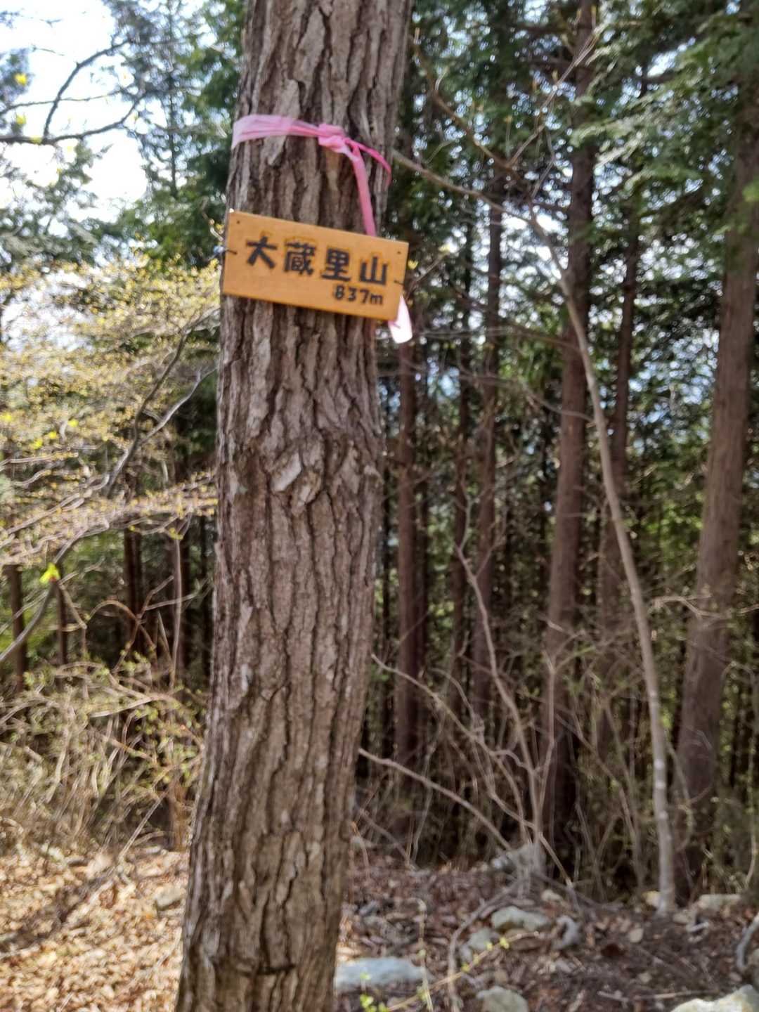 ピーク行き過ぎて戻ってきました。