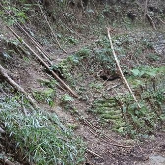 左の崖が正規ルート。こども園、小学校の間位の道に出る。右の道が中学校のプール前の道に出る。