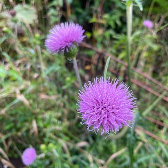 アザミ💜
この花みると、アンパンマンに出てくるアザミちゃんを思い出す…
なんかチクチクした気になるのはわたしだけ？笑