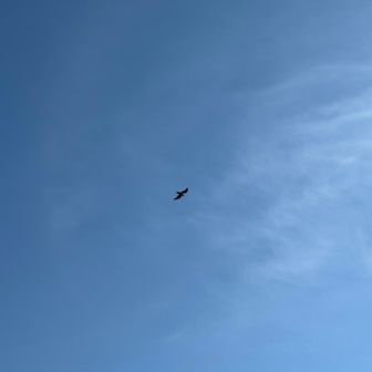 ハヤブサ