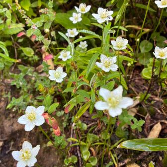 登山道沿いにウメバチソウがたくさん咲いてました
