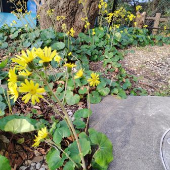 香貫山駐車場周辺はツワブキがまだ咲いてた