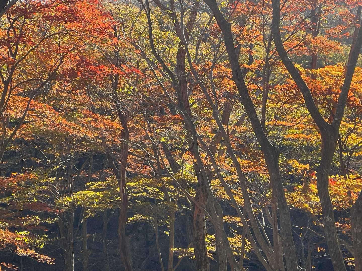 紅葉はこの辺りが綺麗🍁