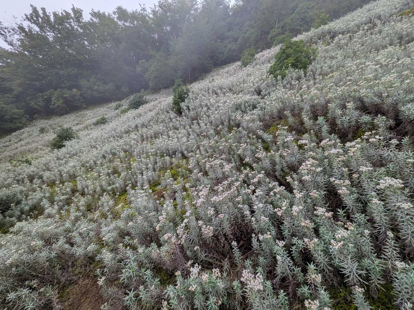 登山道へ戻り八丁平へ
