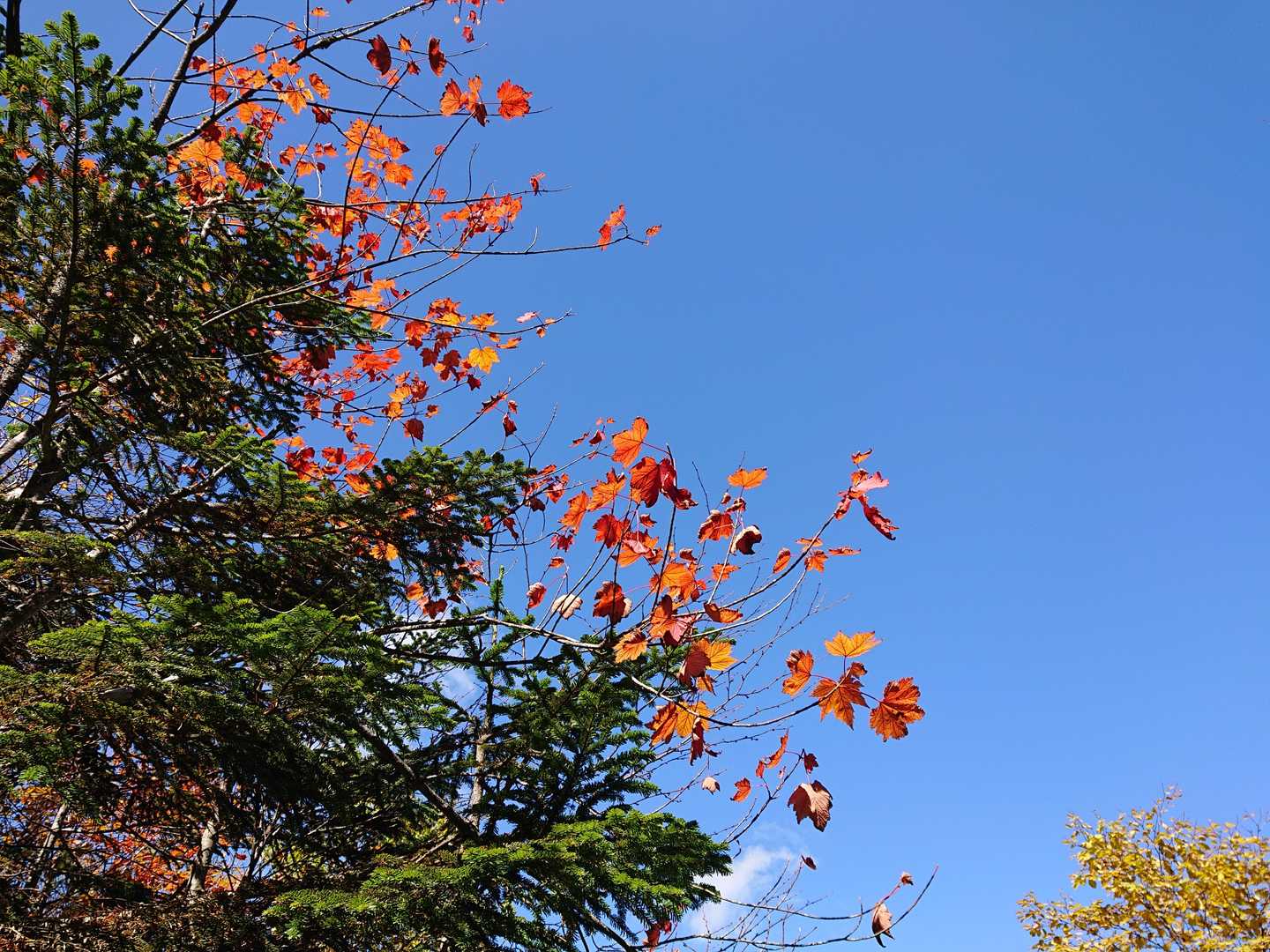 赤かったり🍁