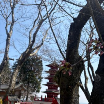 ココの桜開花まだですよね💦