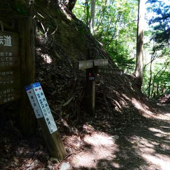 稜線の周回路との合流点です
暑うてやっとれんのでここでも休憩