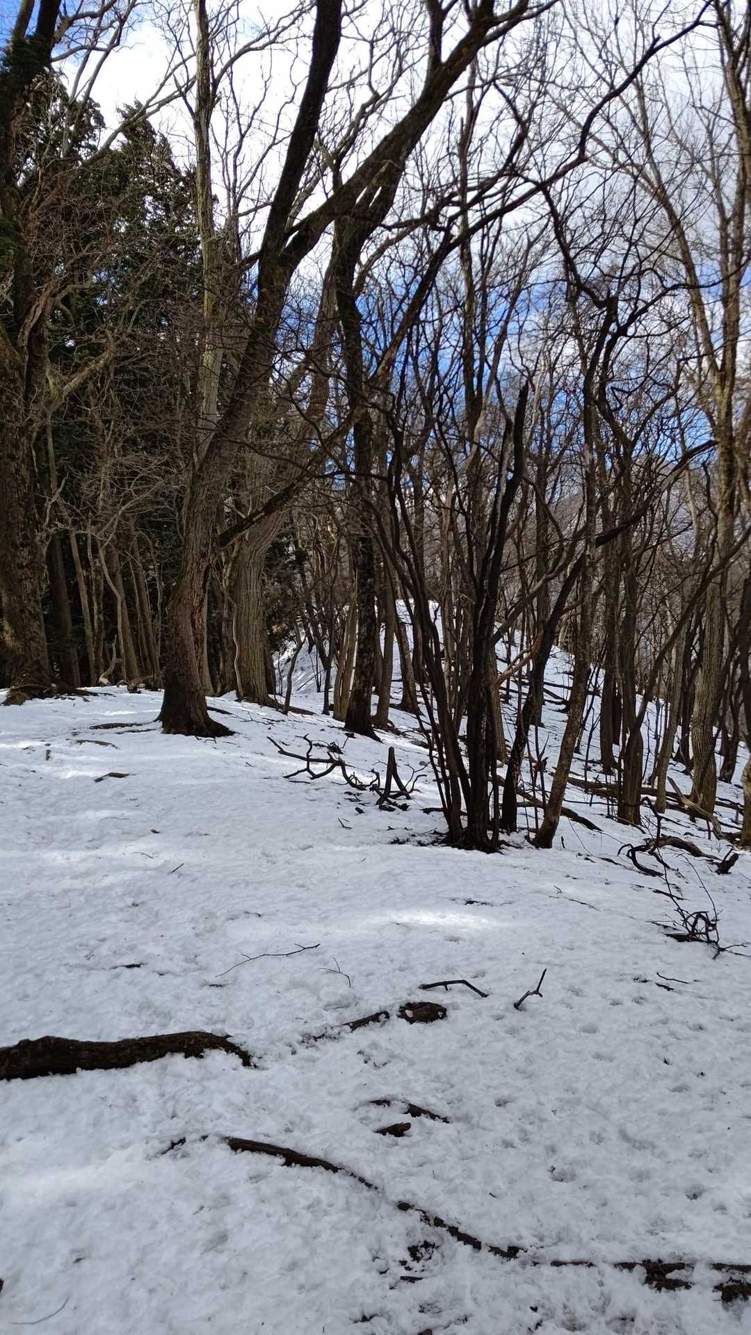 兵の沢コース登山口-二子山 往復コースの写真