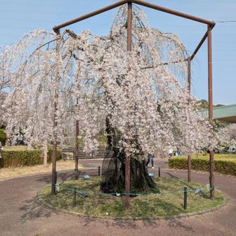 センターの枝垂れは早咲きだったのでピークはすでに過ぎた感じ