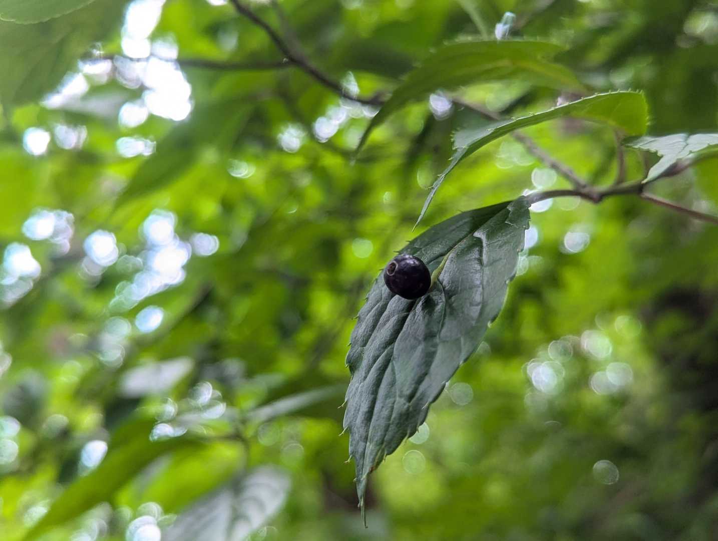 これは実が色付いてます
結局、花が咲いてるのは見当たらず↷
少し遅かったか、残念っ！