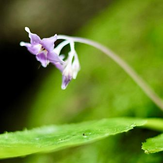 イワタバコ
山野草って小振りだけど可憐