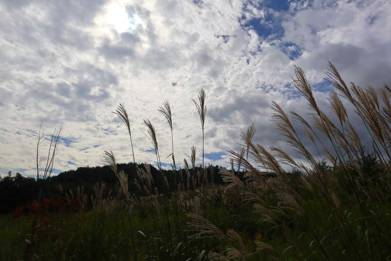 秋の風景　ススキ
