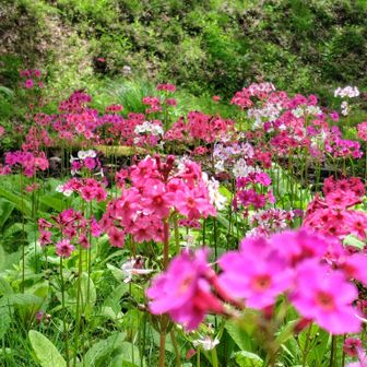 クリンソウのお花畑🥰