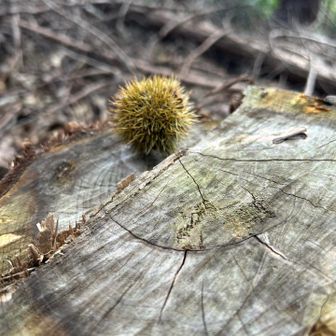 🌰