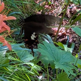 アゲハ?モンキアゲハというみたい🦋
