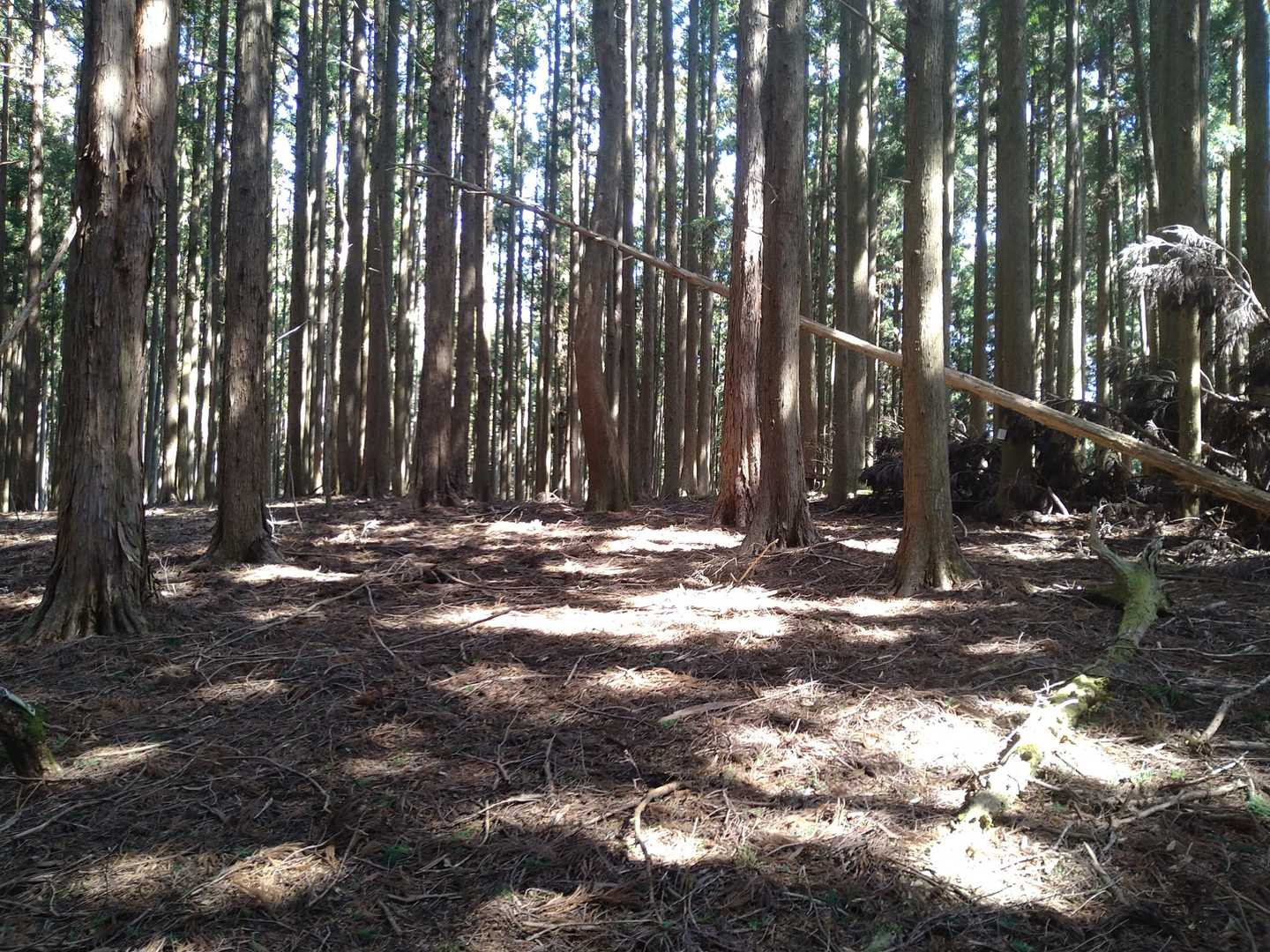 ここも展望なし