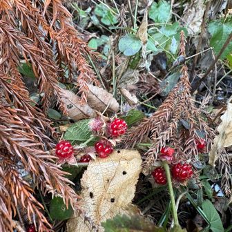 今年も色んなお山に行けて良かった

出会ったお花、景色、美味しいもの
山が繋いでくれる人とのご縁

全てに感謝しながら登納めとします