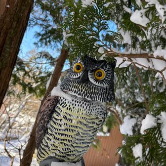 目が覚めたフクロウ