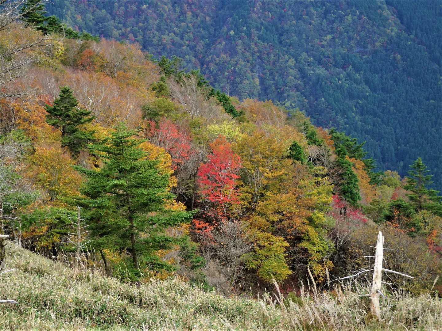 落合峠-落禿-前烏帽子山-寒峰 往復コースの写真