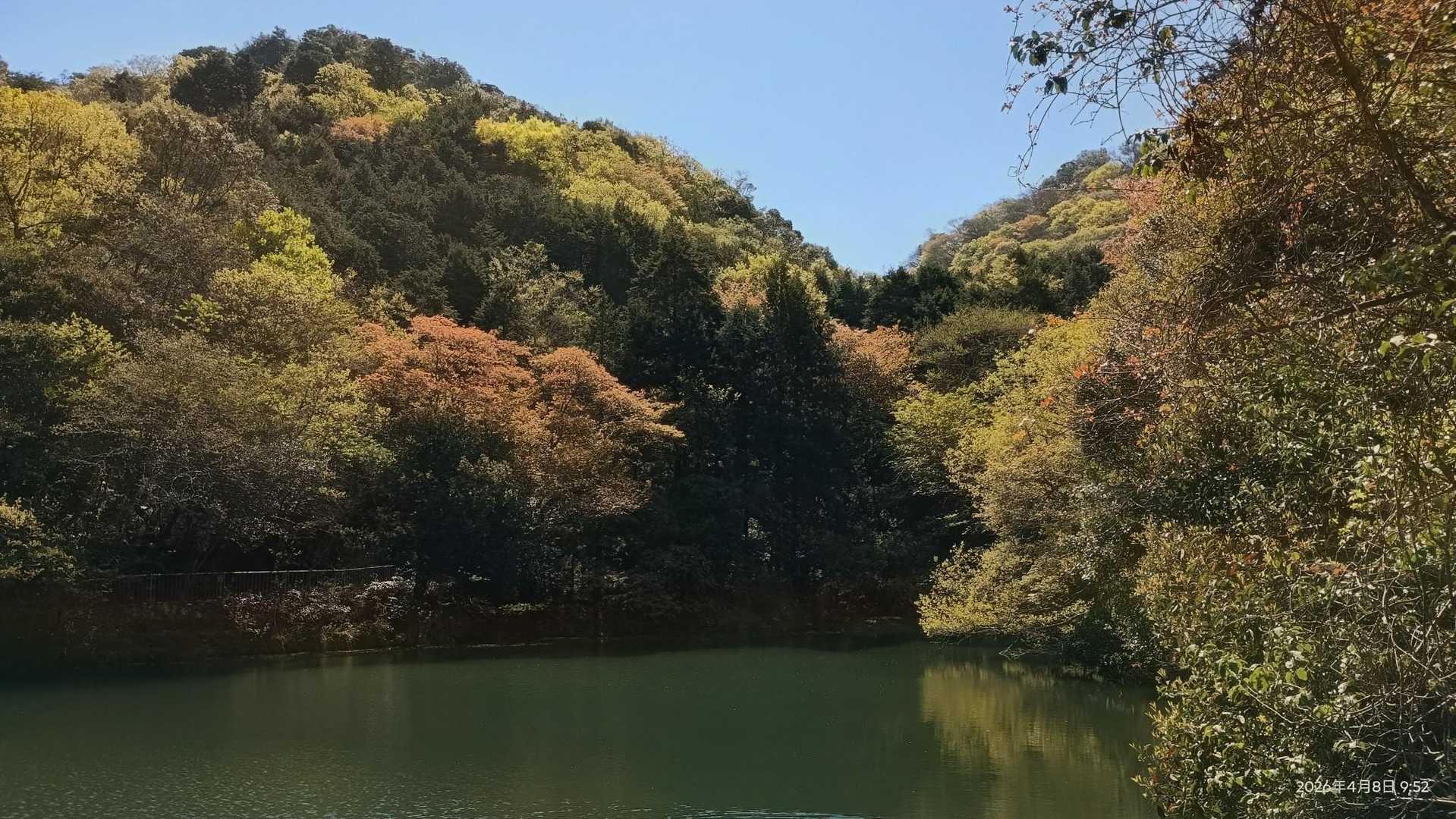 　🌸山桜も終わりました。