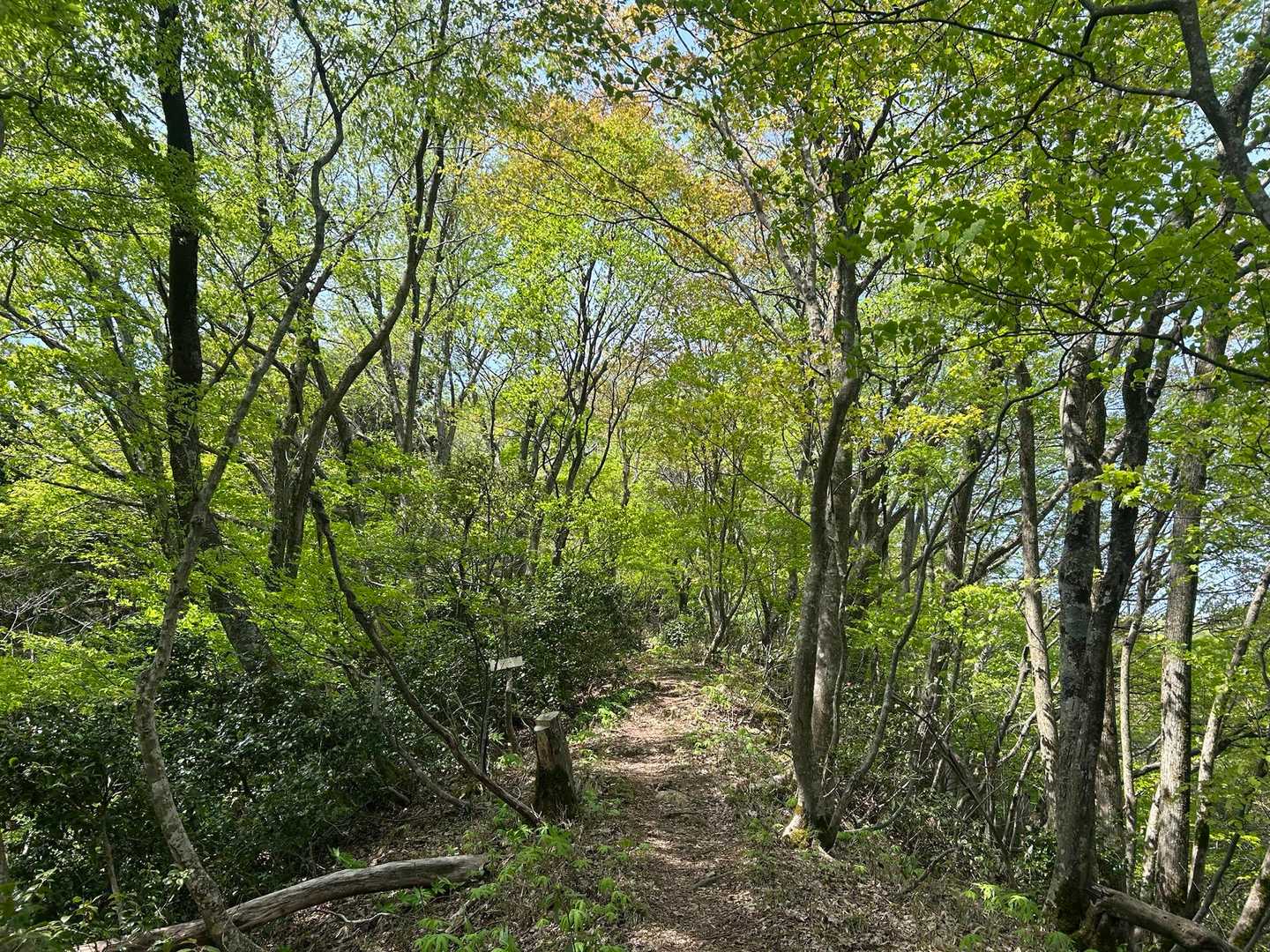 杉林が終わり若葉きらめく山歩きへ✨