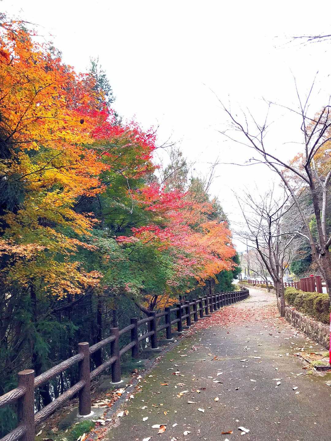 的場山 往復コースの写真