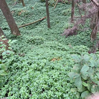フッキソウの大群落