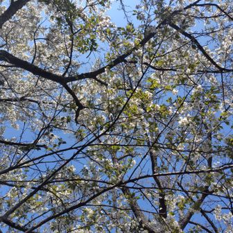 もぐもぐしながら、上を見上げて
🤭🐦
時間がないので、すぐに出発🎶