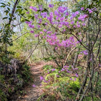 ツツジロード💕❤