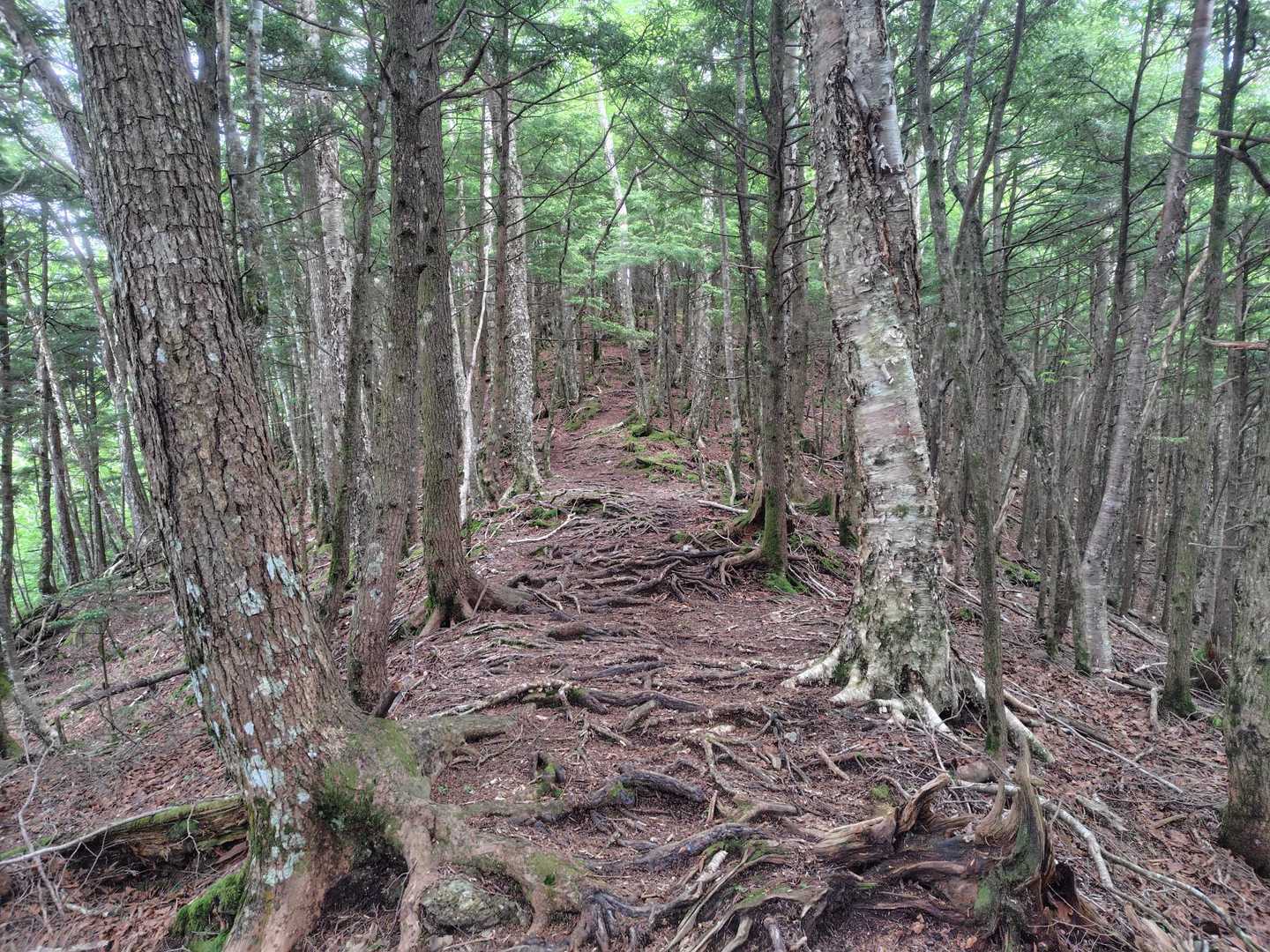 登山道の様子。