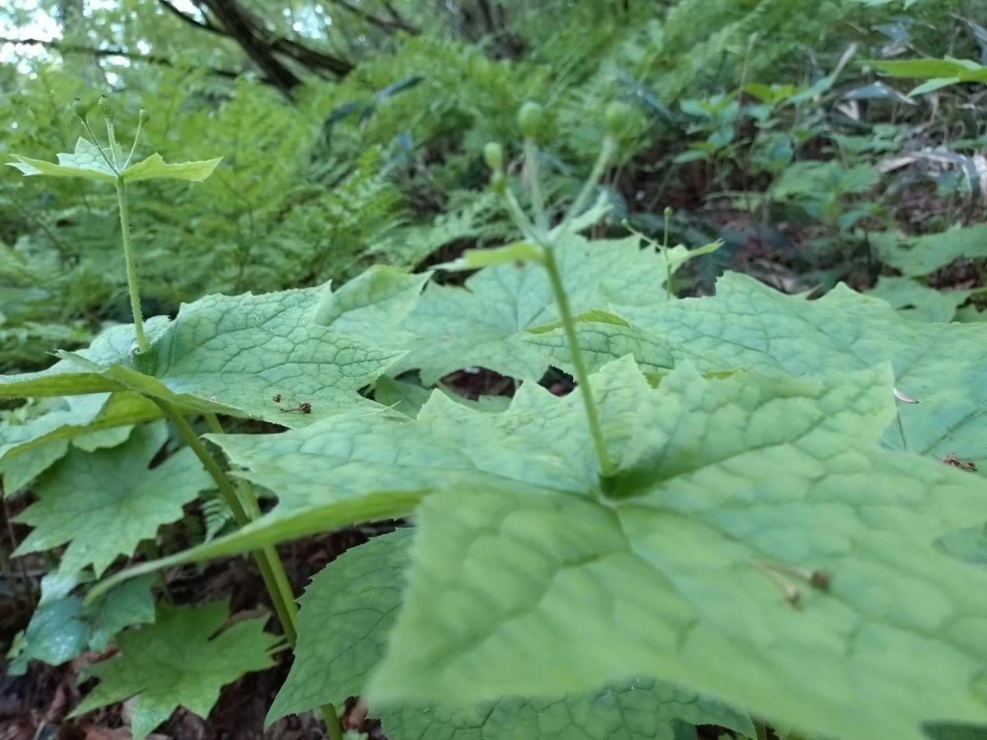 サンカヨウの散ったあと