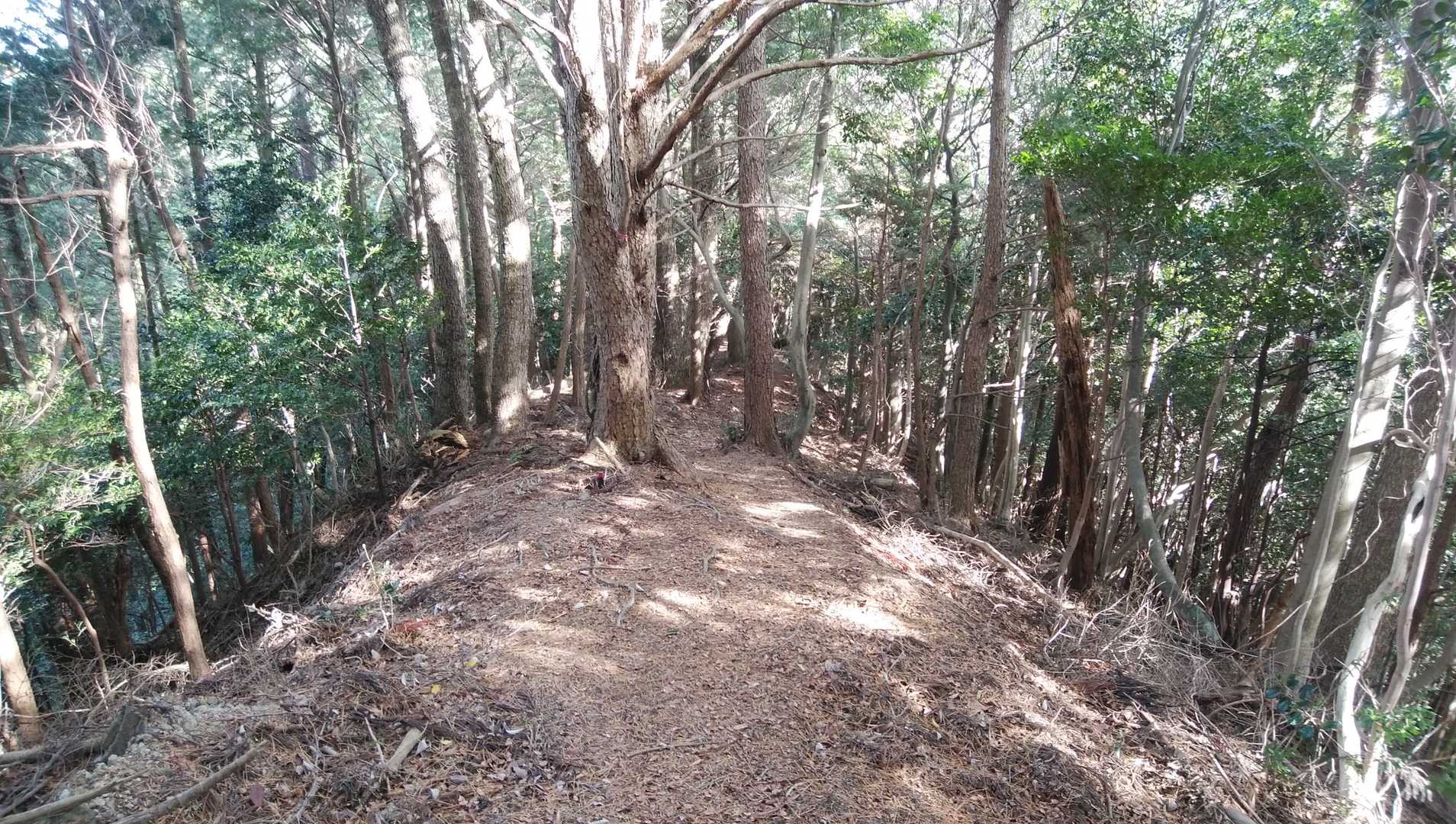 白山 往復コースの写真